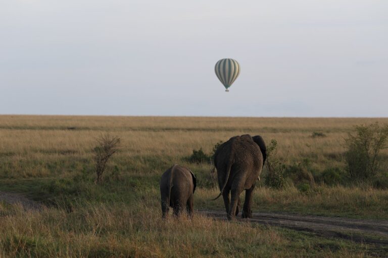 10 Top Wildlife Sanctuaries in India.